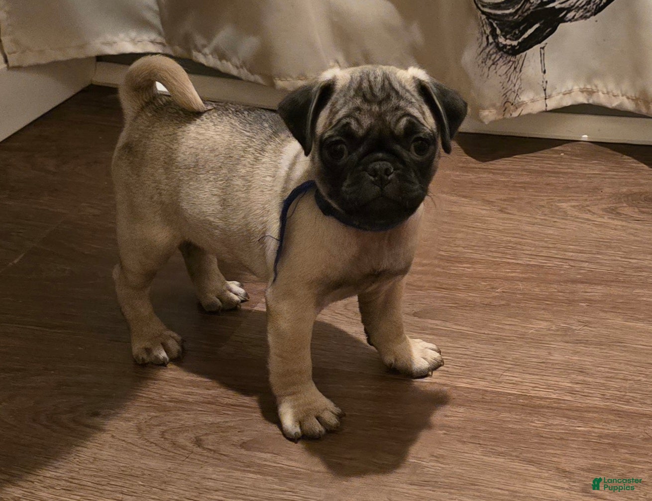 Pug dogs Harmony - Ad 1