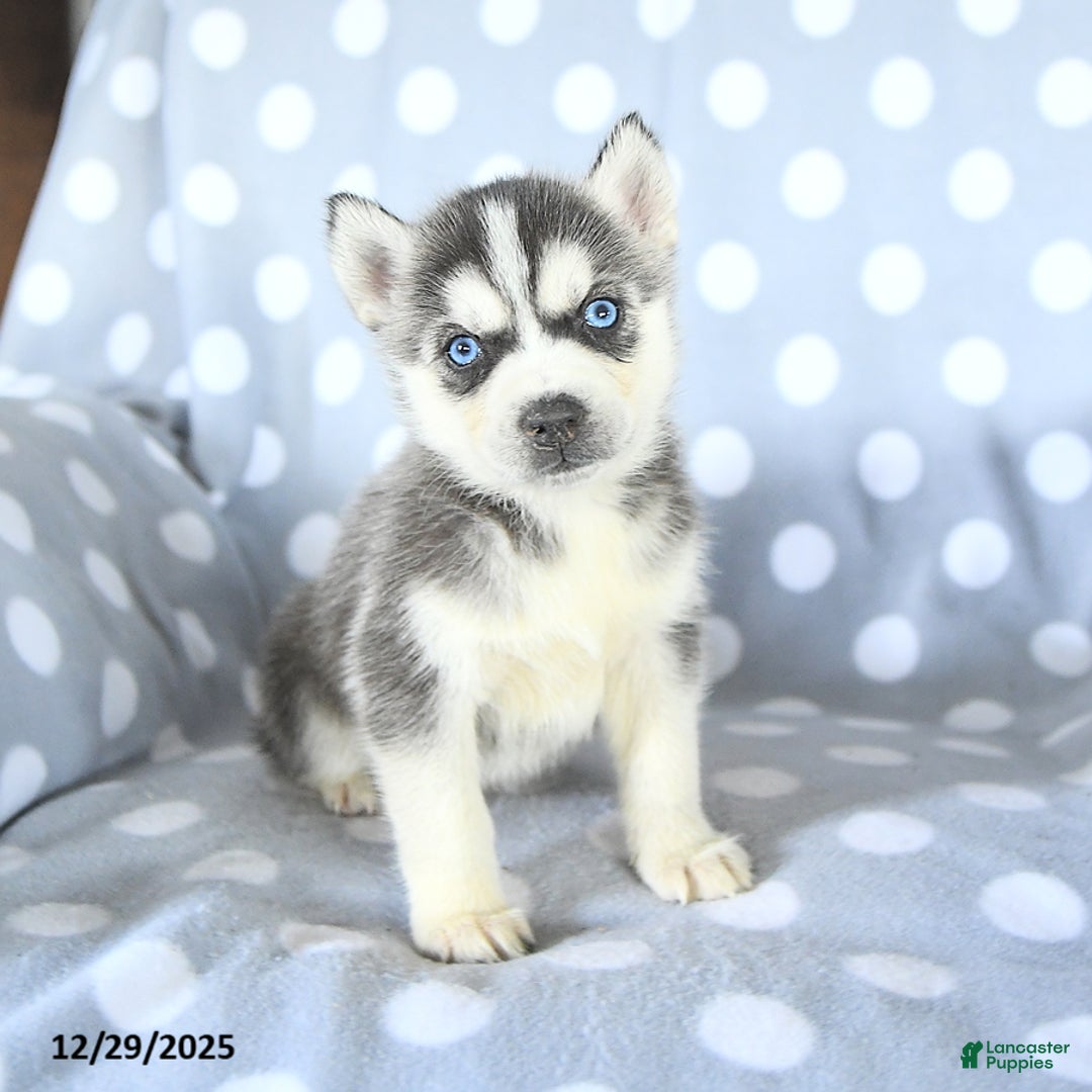 Siberian Husky dogs for sale: Rex - Ad 1