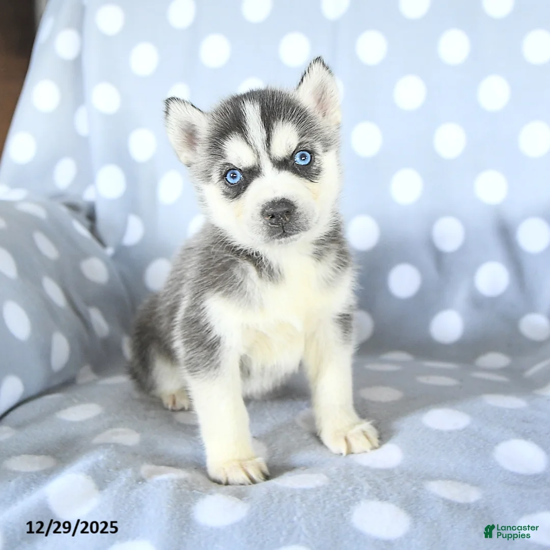 Siberian Husky dogs for sale: Rex - Ad 6