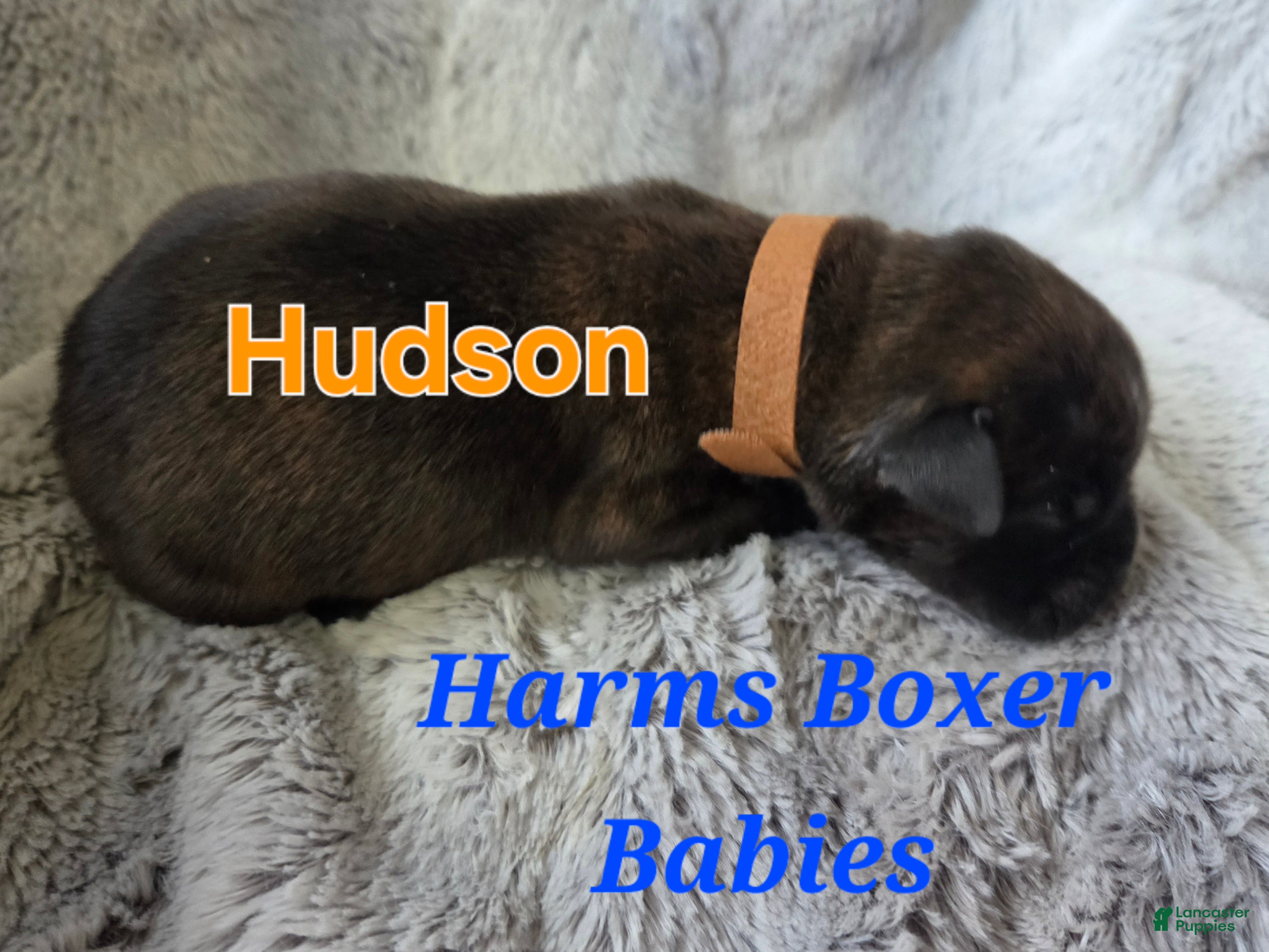 Boxer dogs Hudson - Ad 20