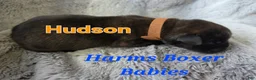 Boxer dogs for sale: Hudson - Ad 1