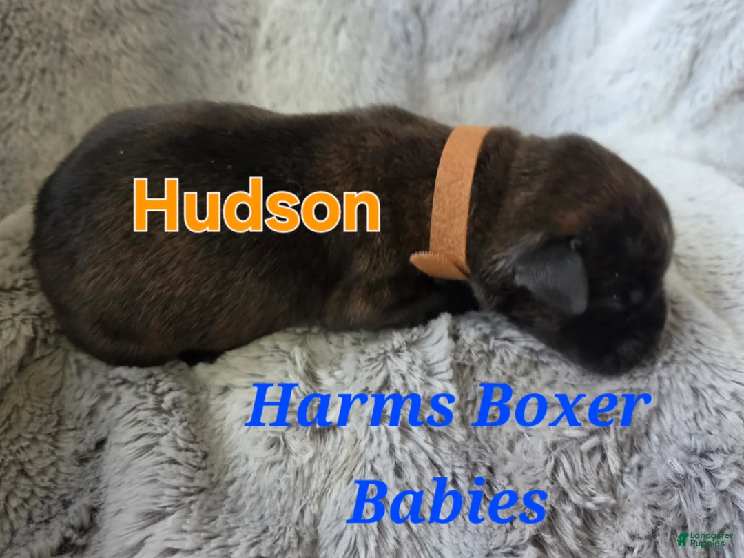 Boxer dogs for sale: Hudson - Ad 1