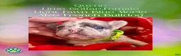 French Bulldog dogs for sale: Quynn “LimeGreen” Collar, Female  - Ad 10