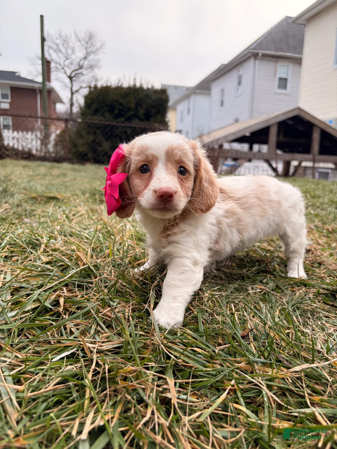 Miniature Dachshund dogs for sale: Evee - Ad 6