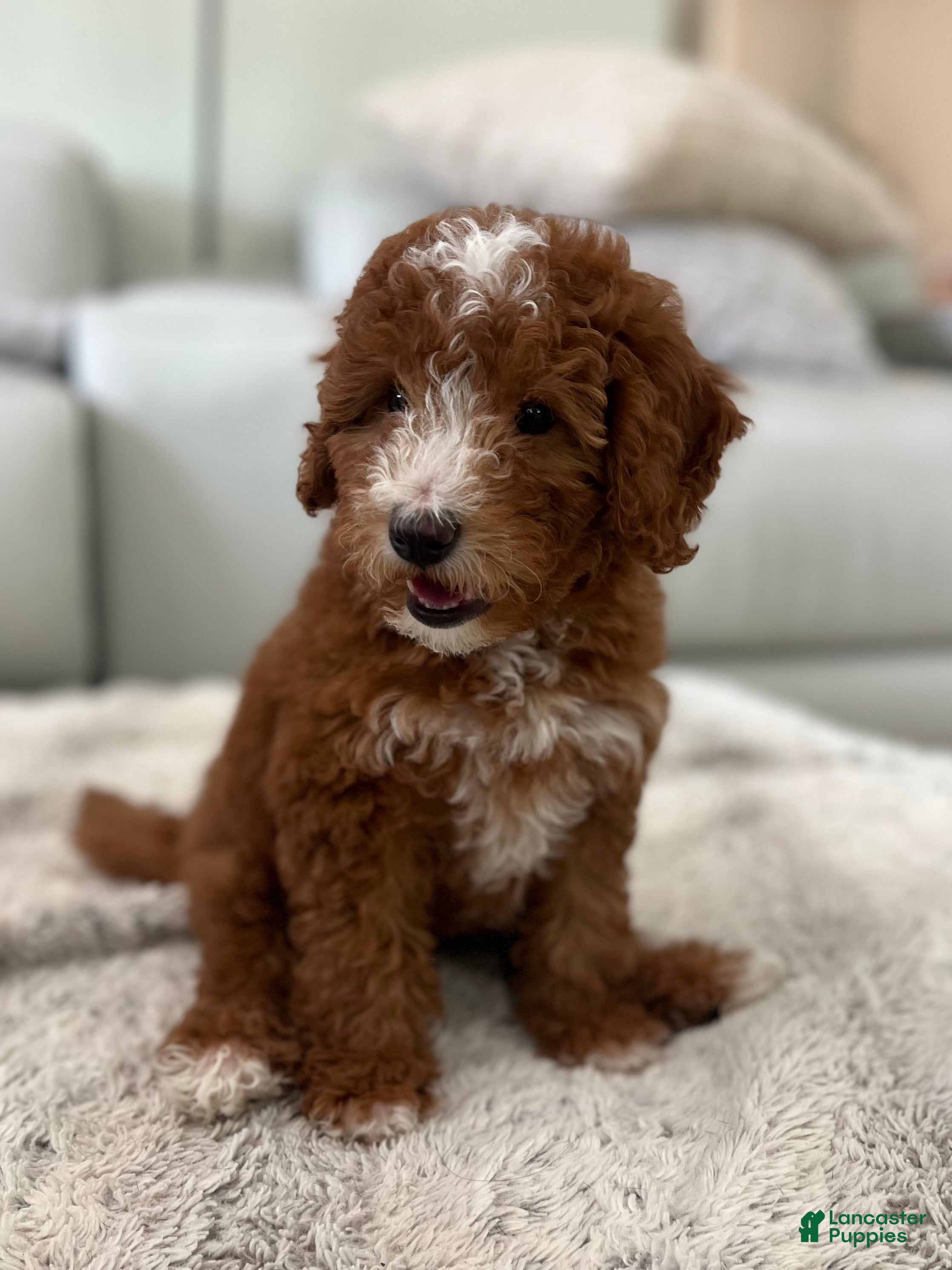 Mini Goldendoodle dogs Mini Goldendoodle Puppy 1 - Ad 2