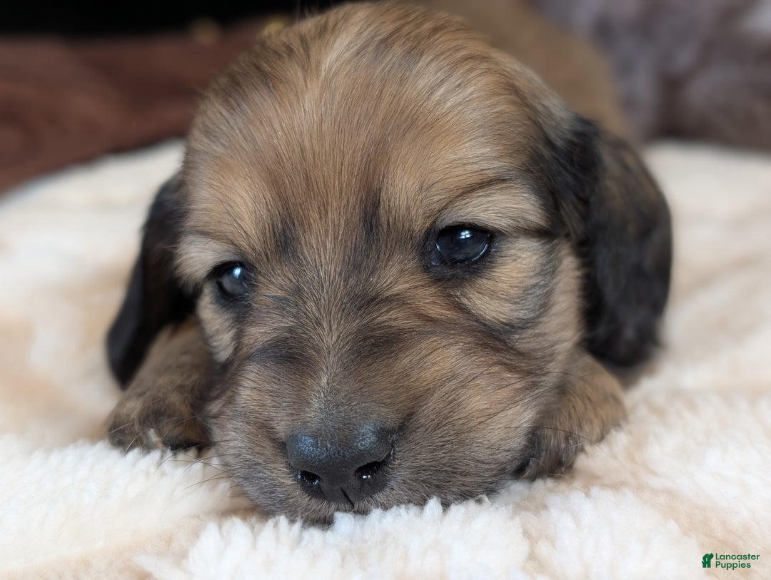 Miniature Dachshund dogs for sale: Hickory - Ad 6