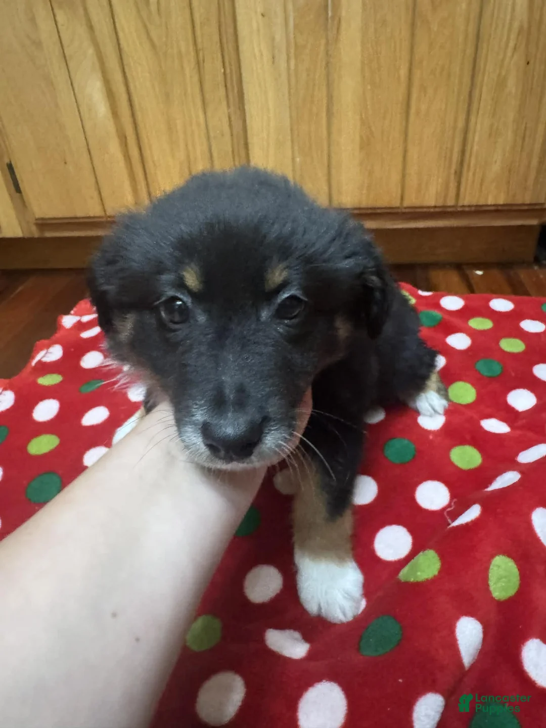 Australian Shepherd dogs for sale: Solstice - Ad 6