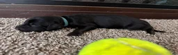Mixed Breed dogs for sale: Bubbles - Ad 2