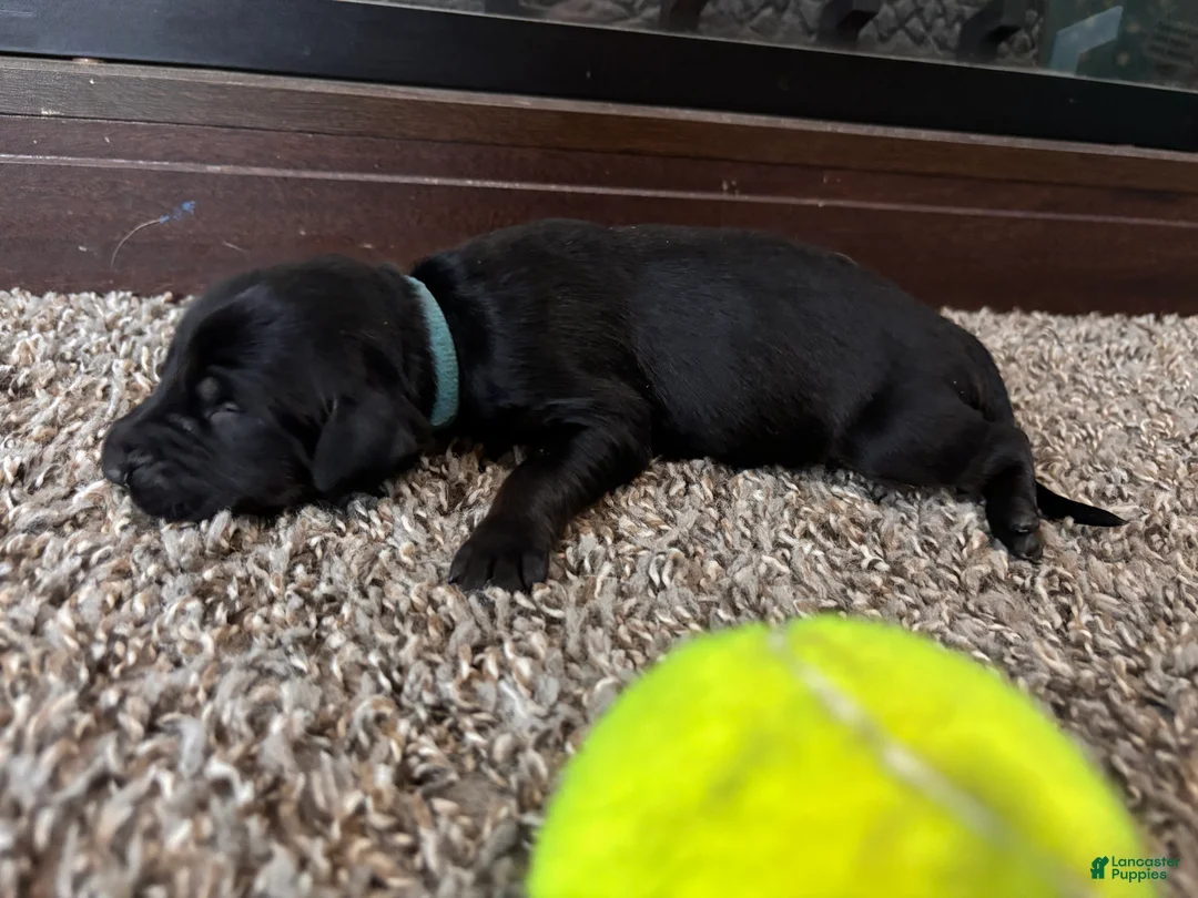 Mixed Breed dogs for sale: Bubbles - Ad 2