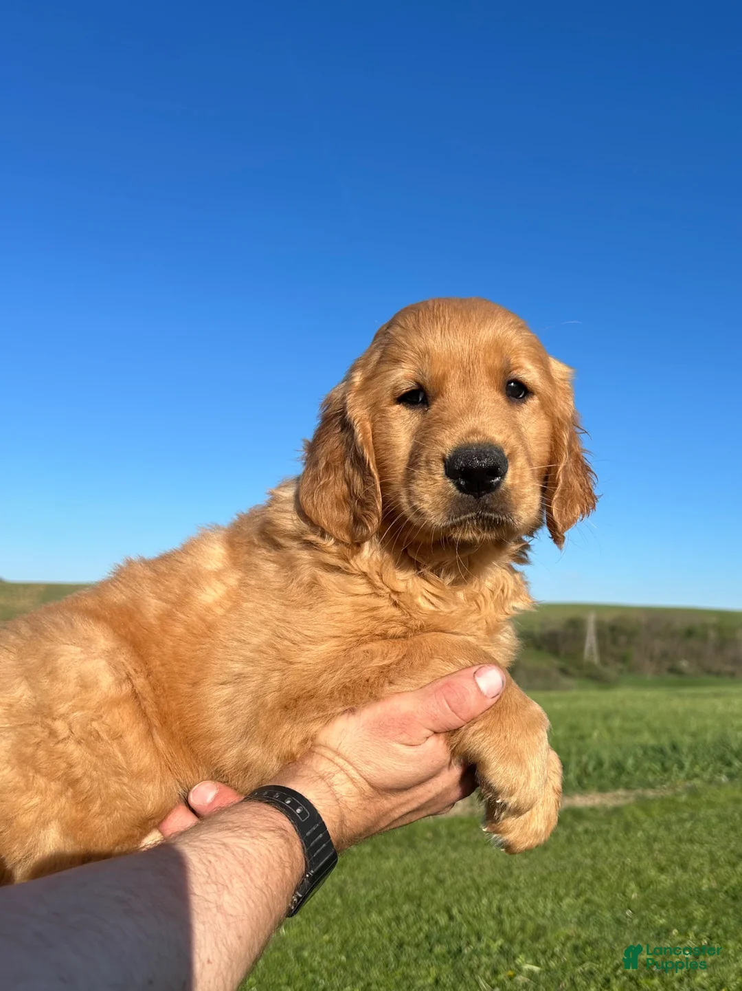 Golden Retriever dogs for sale: Clifford  - Ad 2