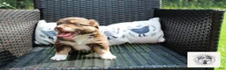 Miniature Australian Shepherd dogs for sale: Betsy Ross - Ad 2