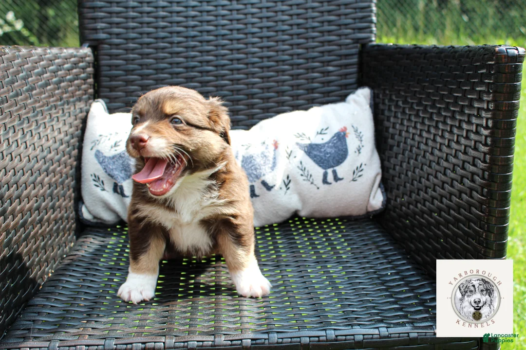 Miniature Australian Shepherd dogs for sale: Betsy Ross - Ad 2