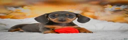 Miniature Dachshund dogs for sale: Dory - Ad 16