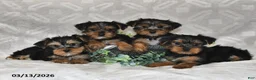 Yorkshire Terrier dogs for sale: Blake - Ad 3