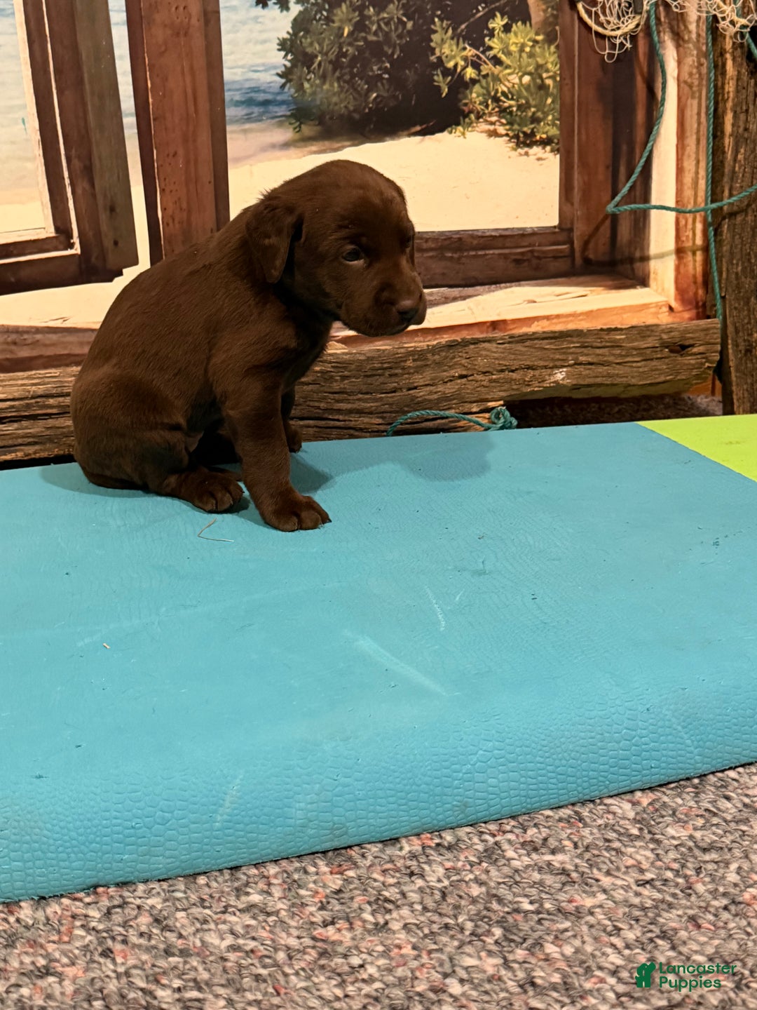 Labrador Retriever dogs for sale: Labrador Retriever ANNA MARIA - Ad 3