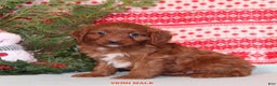Cavapoo dogs for sale: Vern - Ad 3