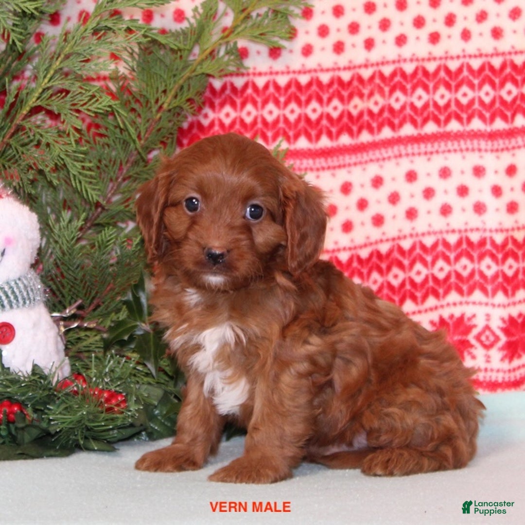 Cavapoo dogs for sale: Vern - Ad 3
