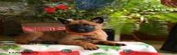 Belgian Malinois dogs for sale: Tangerine - Ad 3