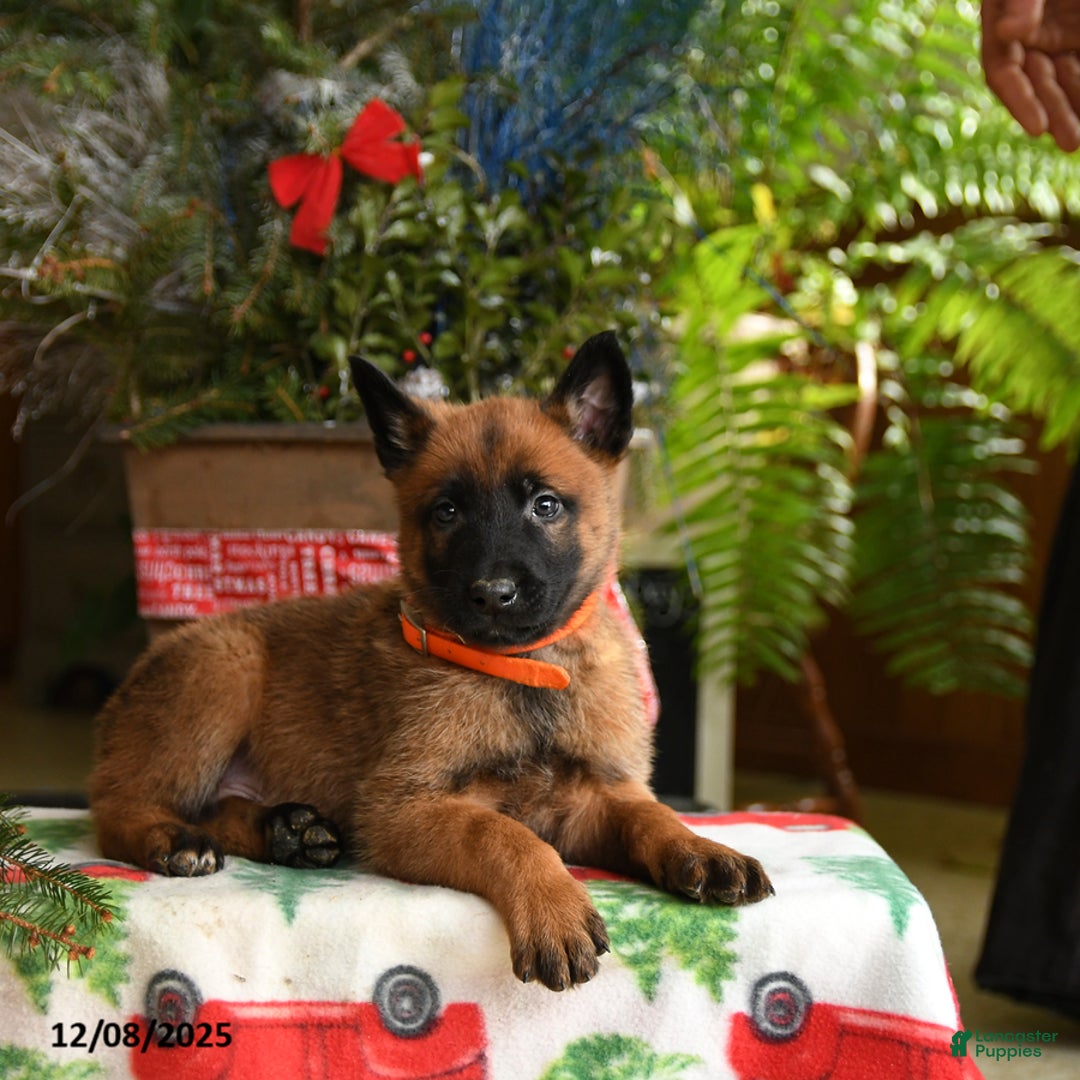 Belgian Malinois dogs for sale: Tangerine - Ad 3
