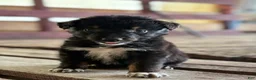 Australian Shepherd dogs for sale: Dakotah - Ad 4