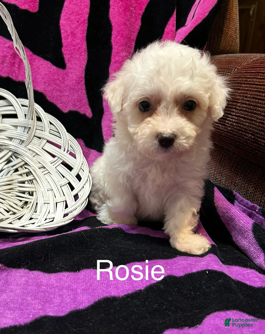 Bichon Frise dogs for sale: Bichon Frise 2 Rosie - Ad 2