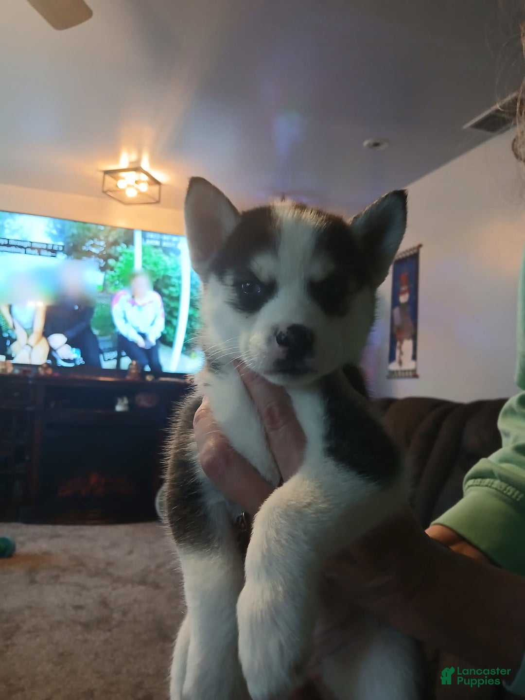 Pomsky dogs for sale: Pomsky Puppy 2 - Ad 3