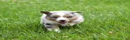 Miniature Australian Shepherd dogs for sale: London - Ad 9
