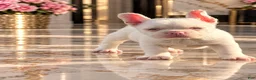 French Bulldog dogs for sale: Pink Bear  - Ad 3