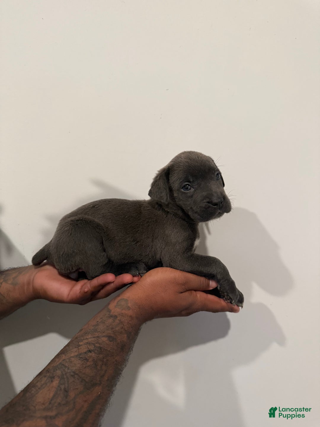 Cane Corso dogs for sale: Skye - Ad 4