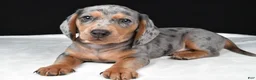 Miniature Dachshund dogs for sale: Bentley - Ad 7
