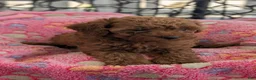 Toy Poodle dogs for sale: Violet  - Ad 10