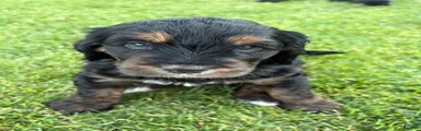Rosie