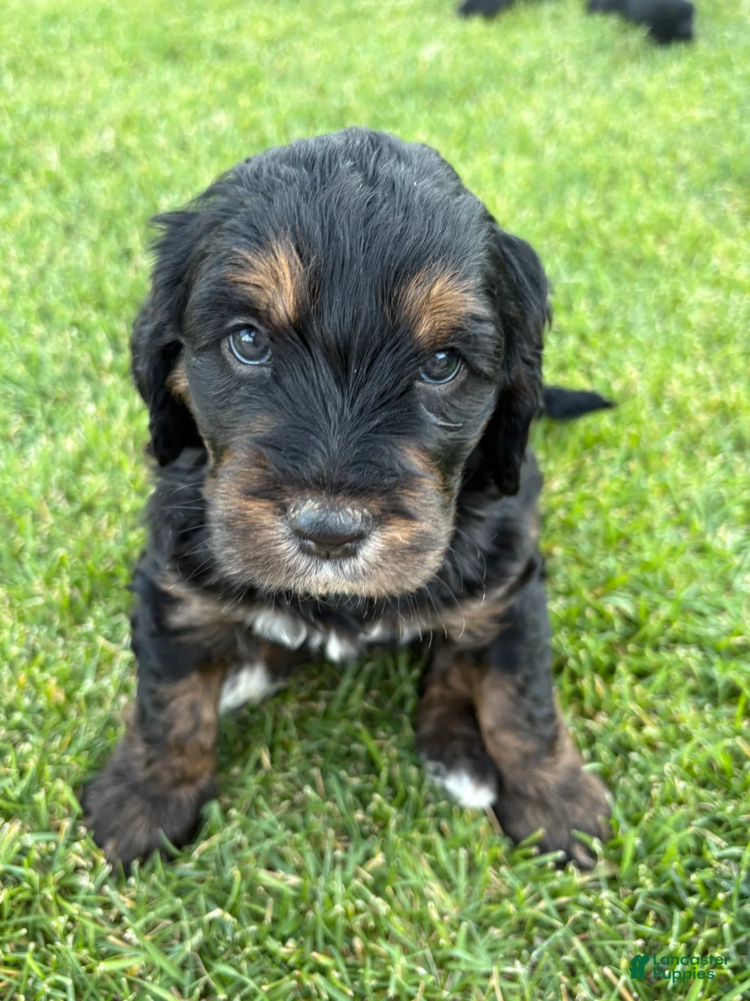 Goldendoodle dogs for sale: Rosie - Ad 1