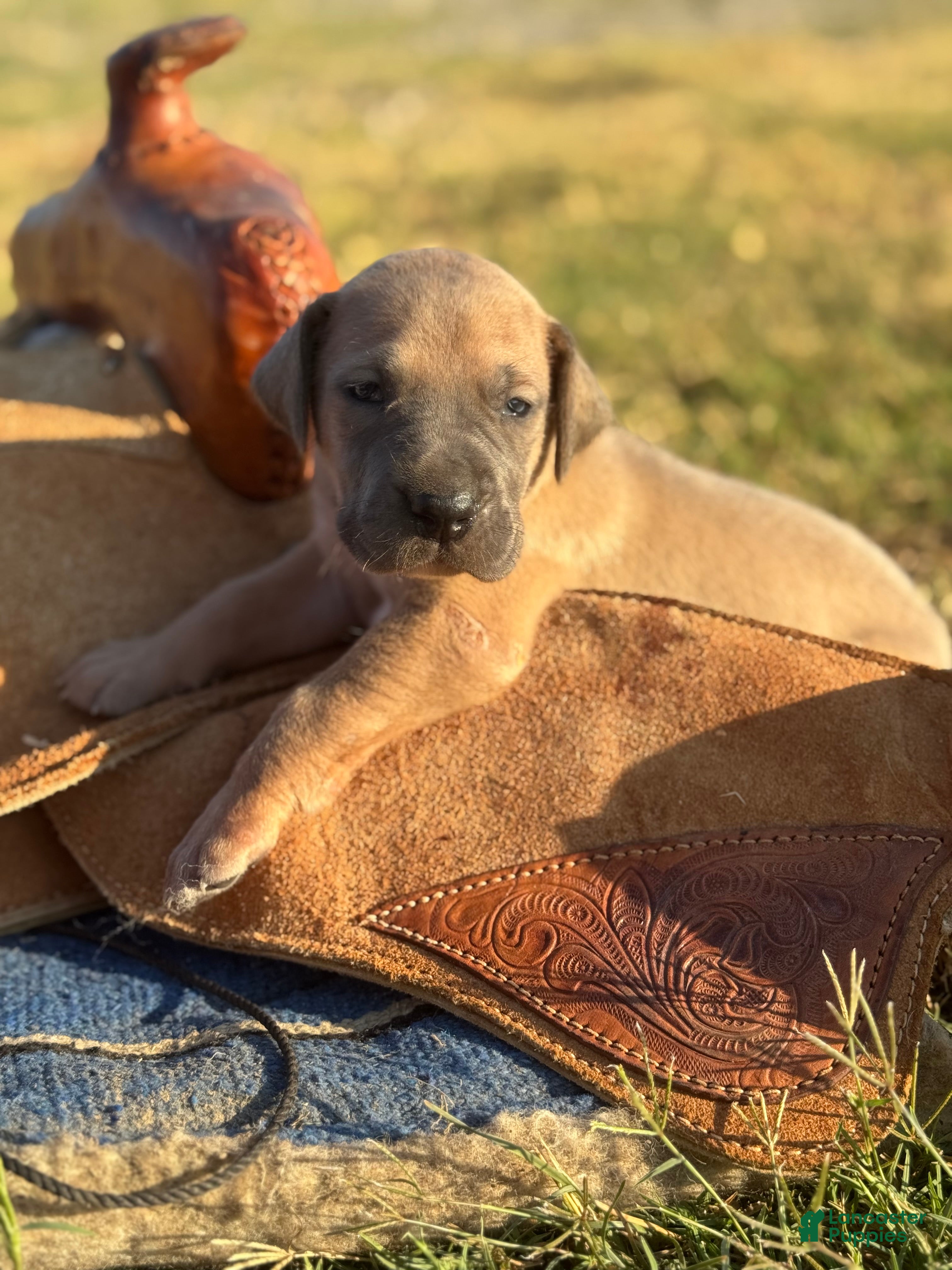 Great Dane dogs for sale: Pearl - Ad 2