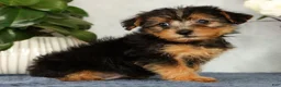Yorkiepoo dogs for sale: Mitch - Ad 5