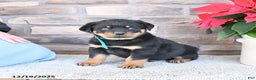 Rottweiler dogs for sale: Toby - Ad 2