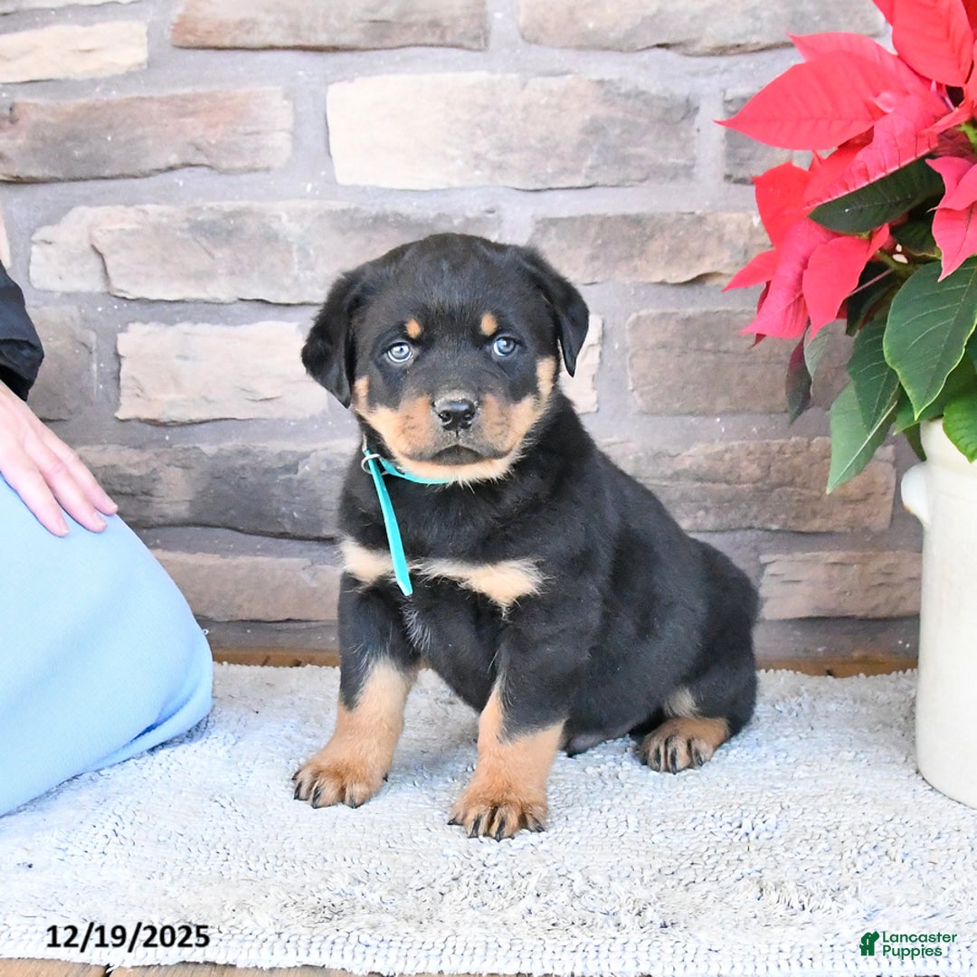 Rottweiler dogs for sale: Toby - Ad 2