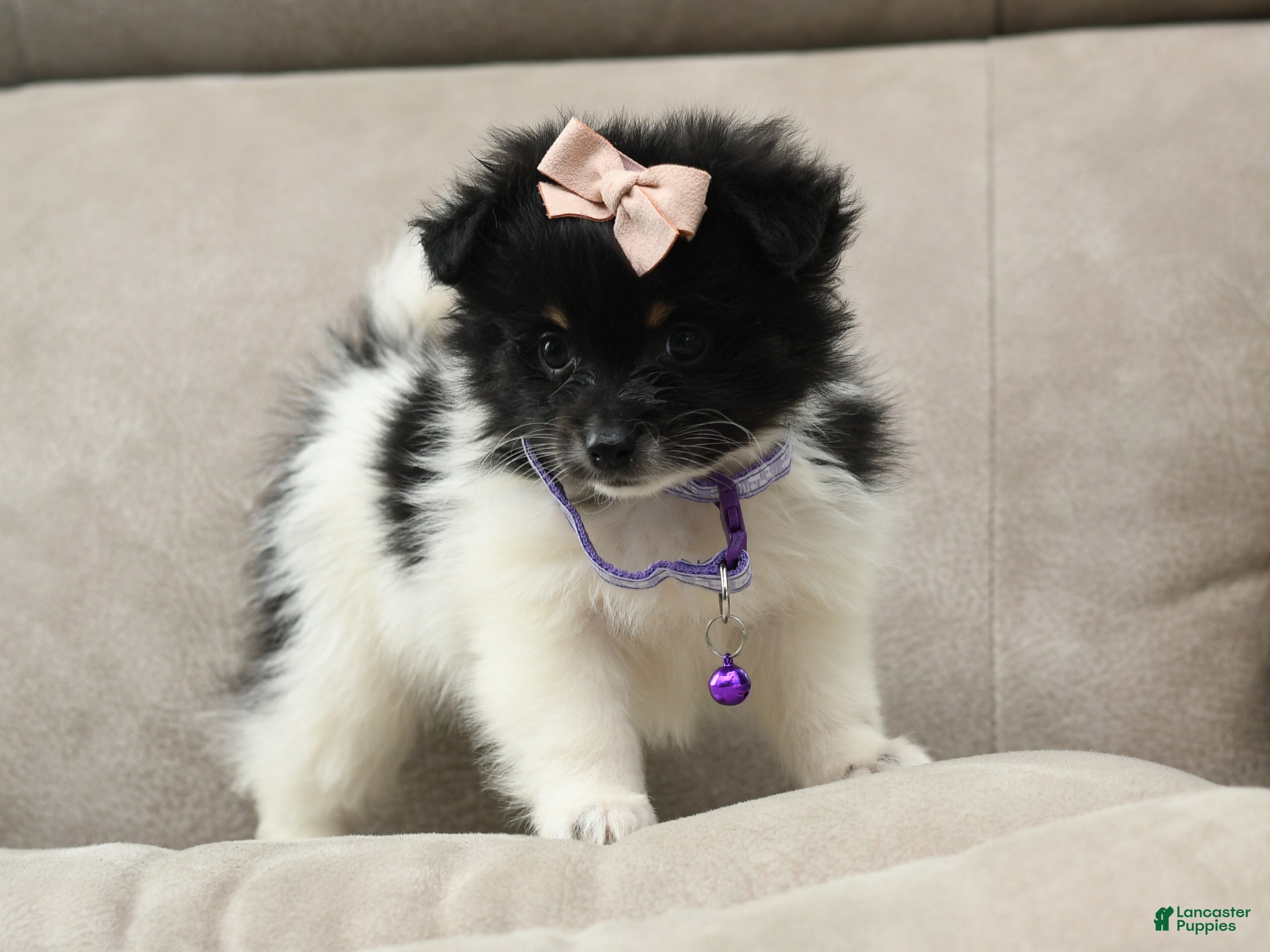 Pomeranian dogs Zoe - Ad 2