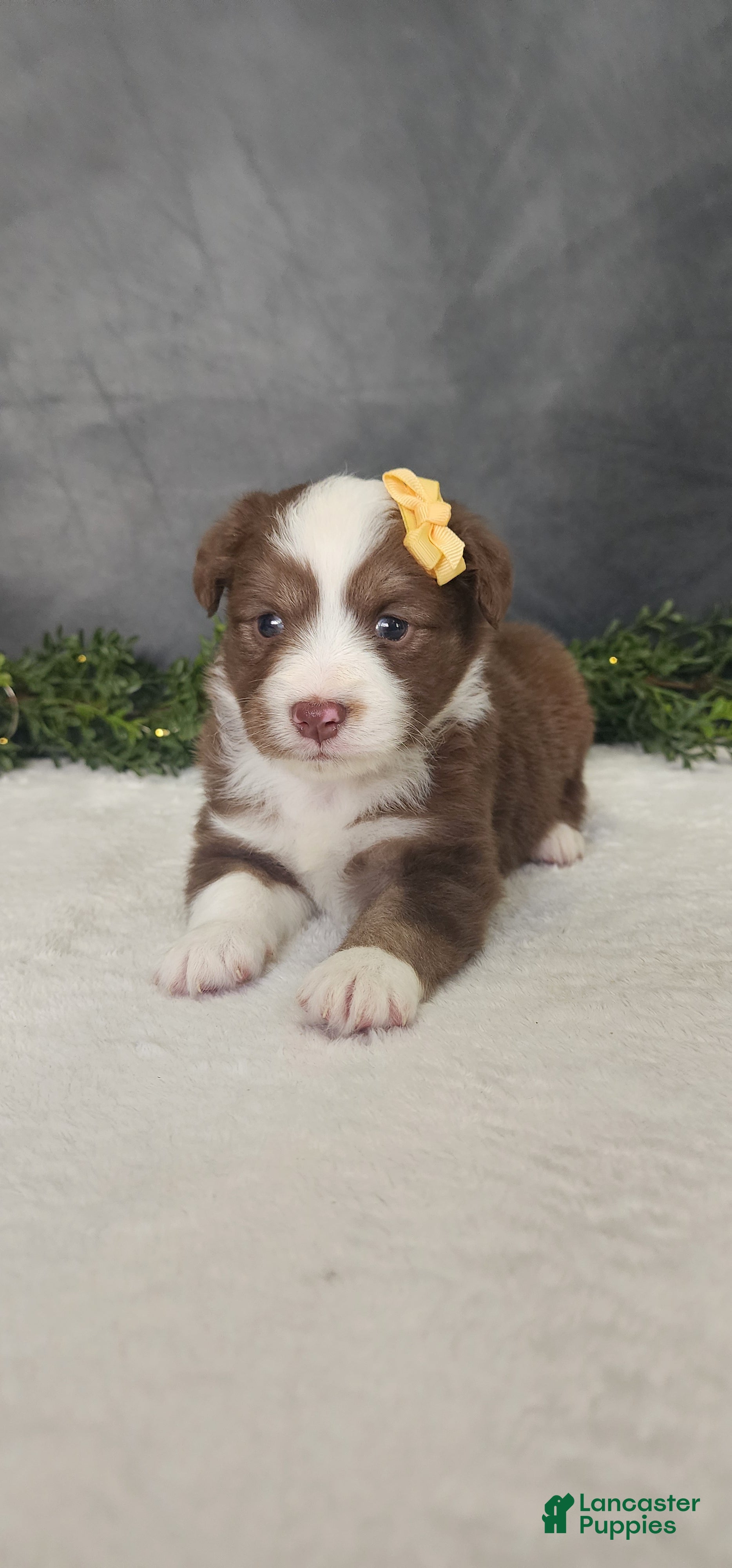 Miniature Australian Shepherd dogs Kara - Ad 2