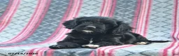 Cavapoo dogs for sale: Willow  - Ad 5