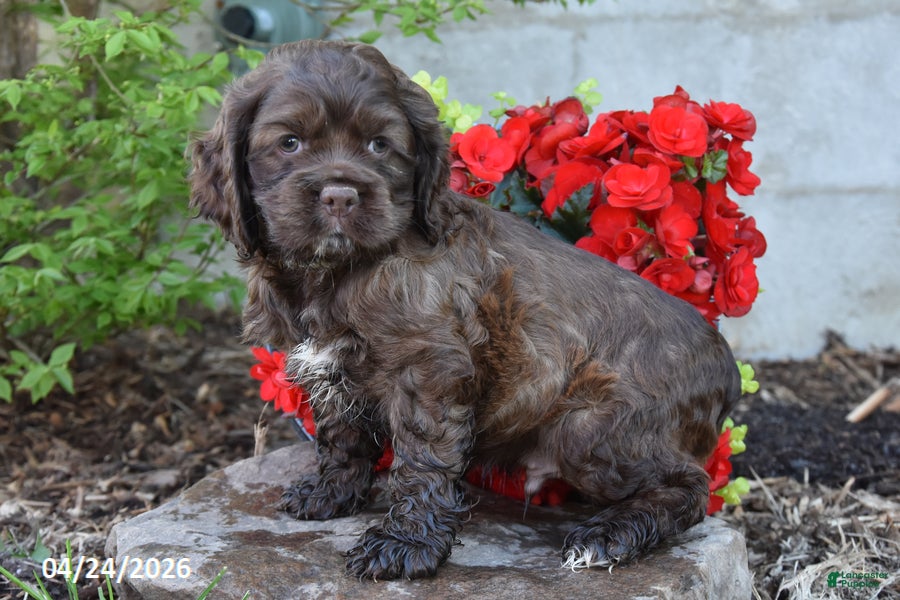 English Cocker Spaniel dogs Coca moca - Ad 1
