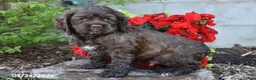English Cocker Spaniel dogs for sale: Coca moca - Ad 1