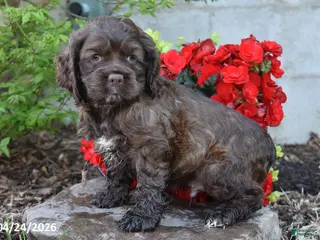 English Cocker Spaniel dogs for sale: Coca moca - Ad 1