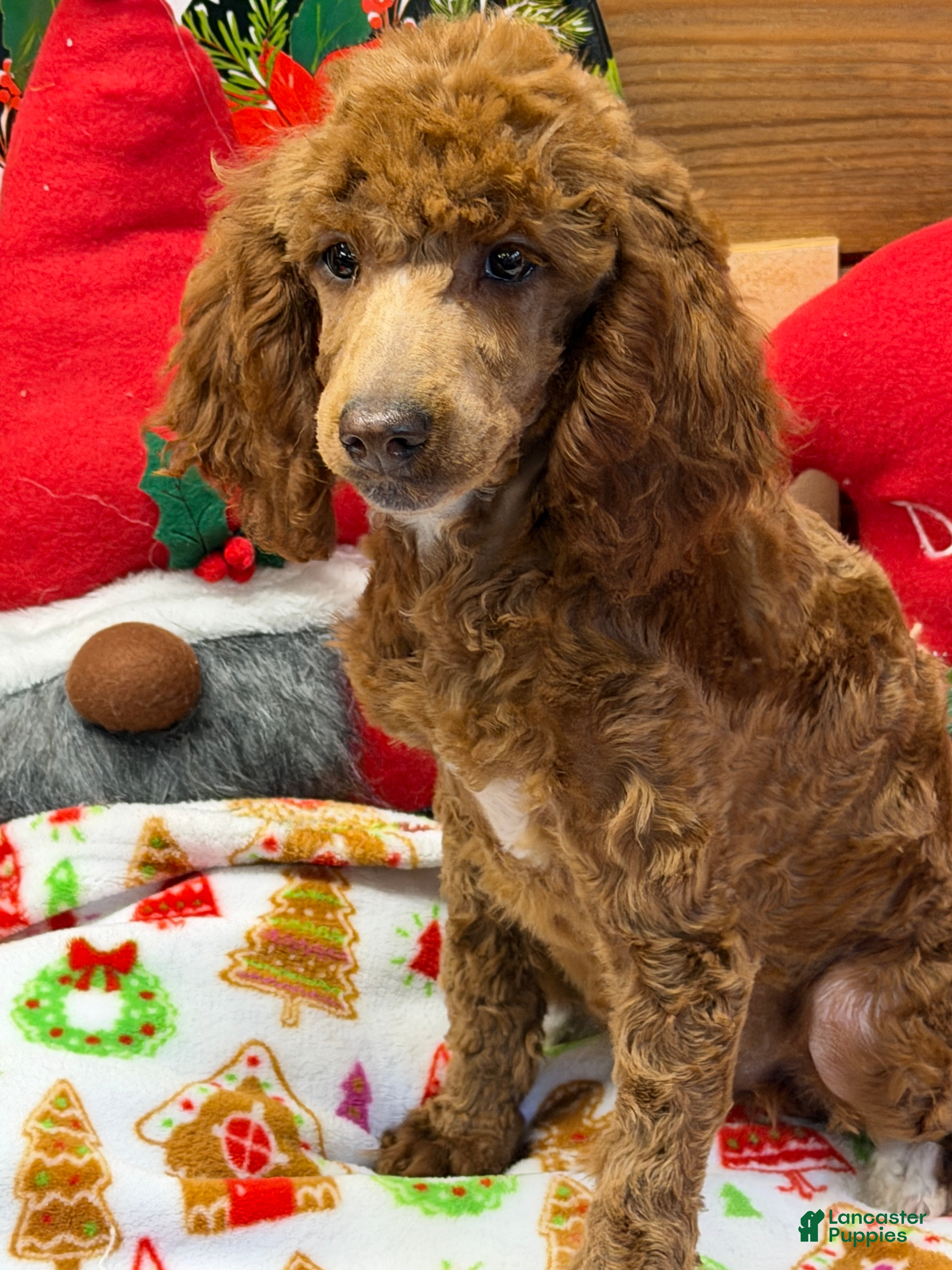 Miniature Poodle dogs Adele - Ad 39