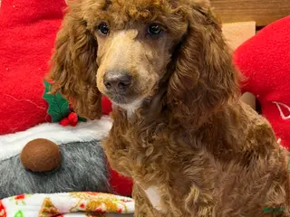 Miniature Poodle dogs Adele - Ad 17