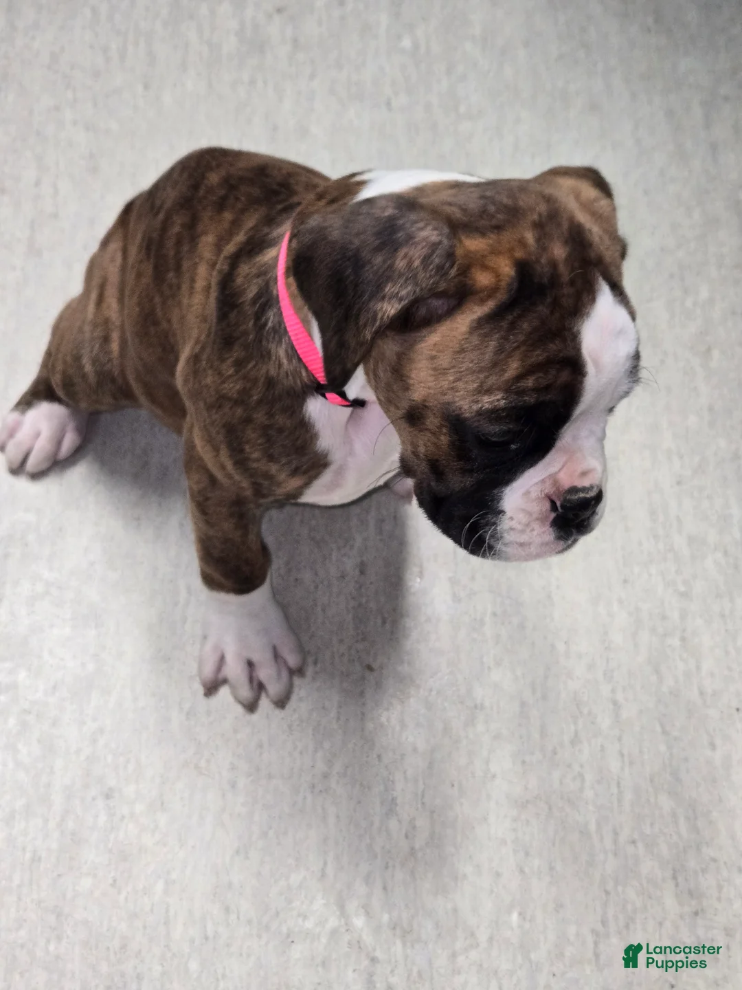 Boxer dogs for sale: Diamond  - Ad 16