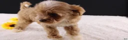 Shihpoo dogs for sale: Theo - Ad 6