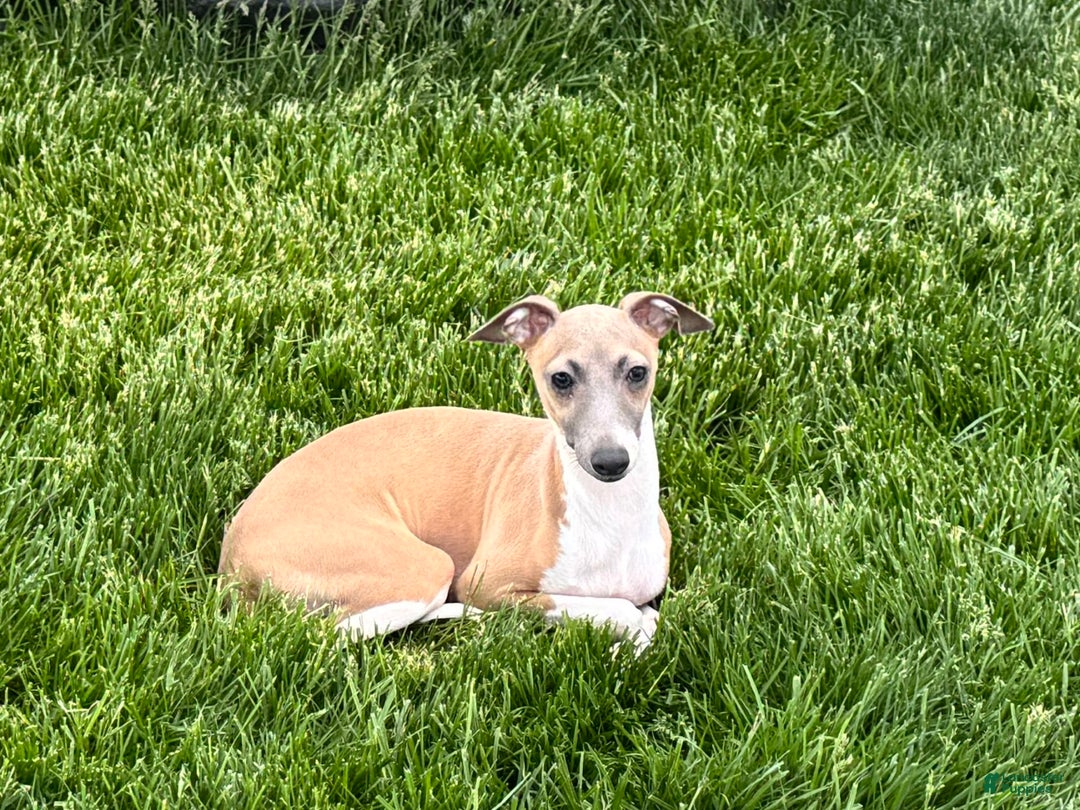 Italian Greyhound dogs for sale: Gerald - Ad 19