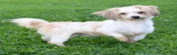 Havapoo dogs for sale: Peanut Butter Cup - Ad 7