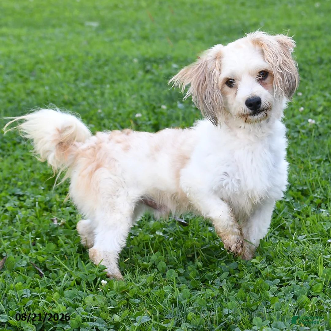 Havapoo dogs for sale: Peanut Butter Cup - Ad 7